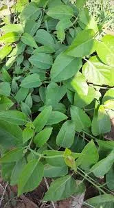 [Jivanti Dodi na pan] Jivanti Dodi Leaves (1 bunch)