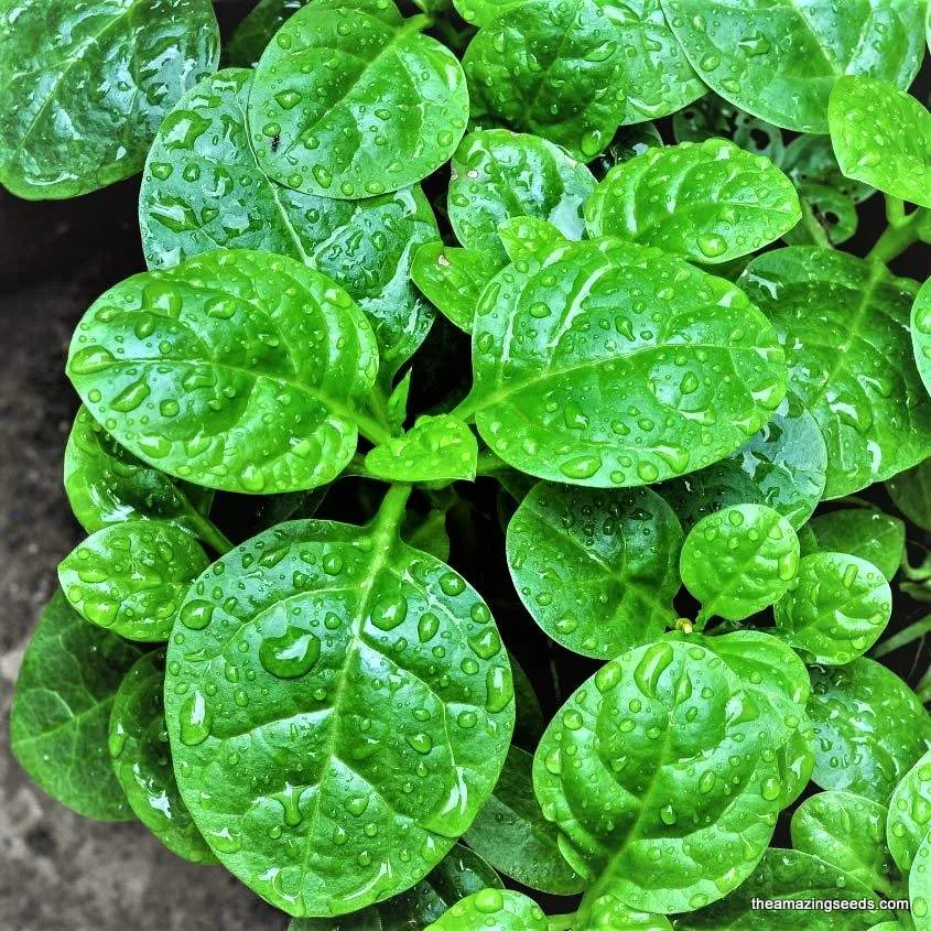 [Poi na pan] Poi Leaves (1 bunch)