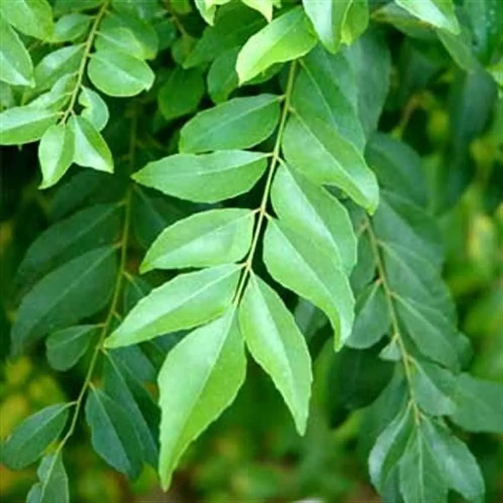 [Mitho Limdo] Sweet Neem Leaves (1 bunch)