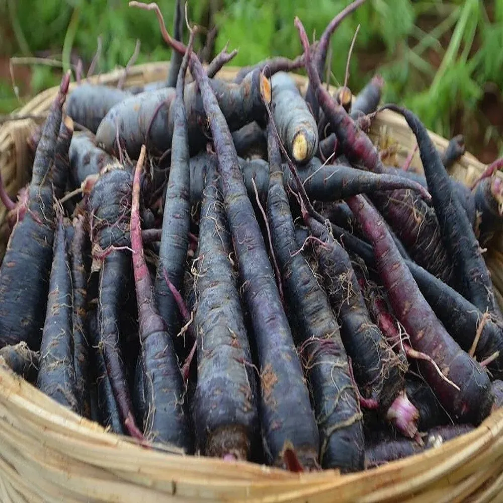 [Kala Gajar] Black Carrot