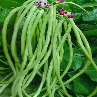 [Chori] Cow Pea