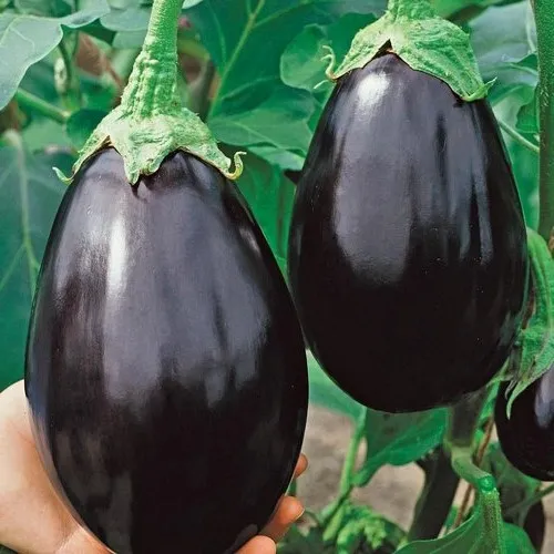[Bhartha Ringan] Bharata Brinjal