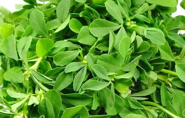 [Methi] Fenugreek