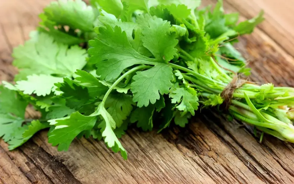 [Dhana] Coriander