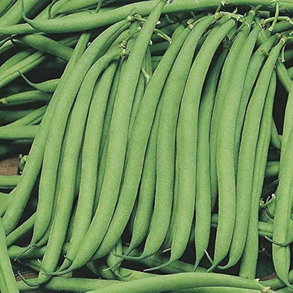 [Fansi] French Beans
