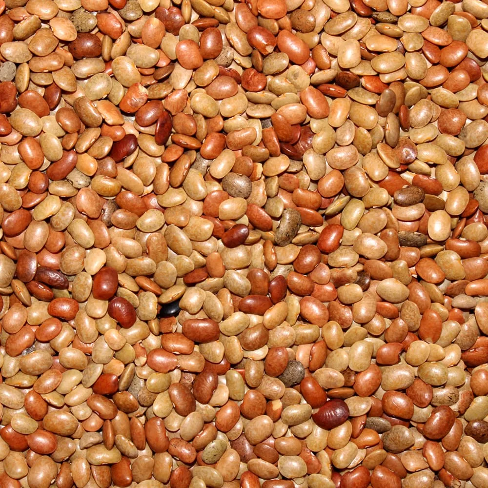 [કળથી] Horse Gram