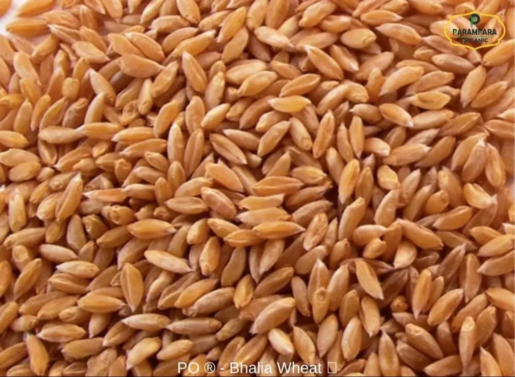 [બંસી ઘઉં] Bansi Wheat
