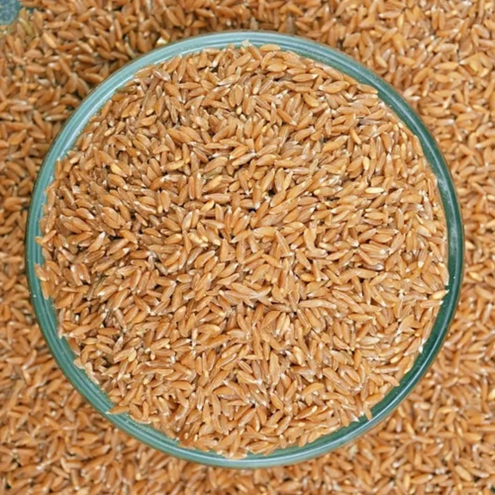 [ખપલી ઘઉં] Khapli Wheat/ / Emmer Wheat