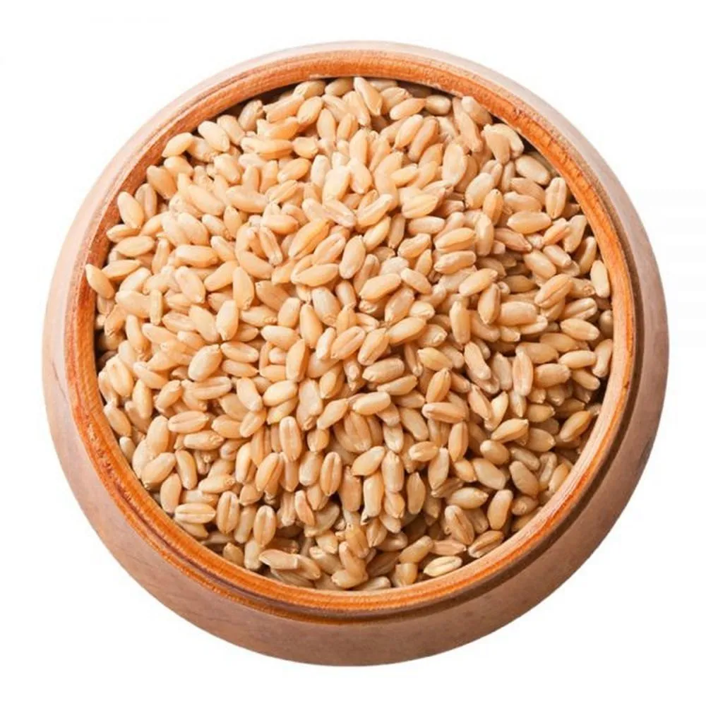 [શરબતી ટુકડી ઘઉં] Sharbati Tukadi Wheat