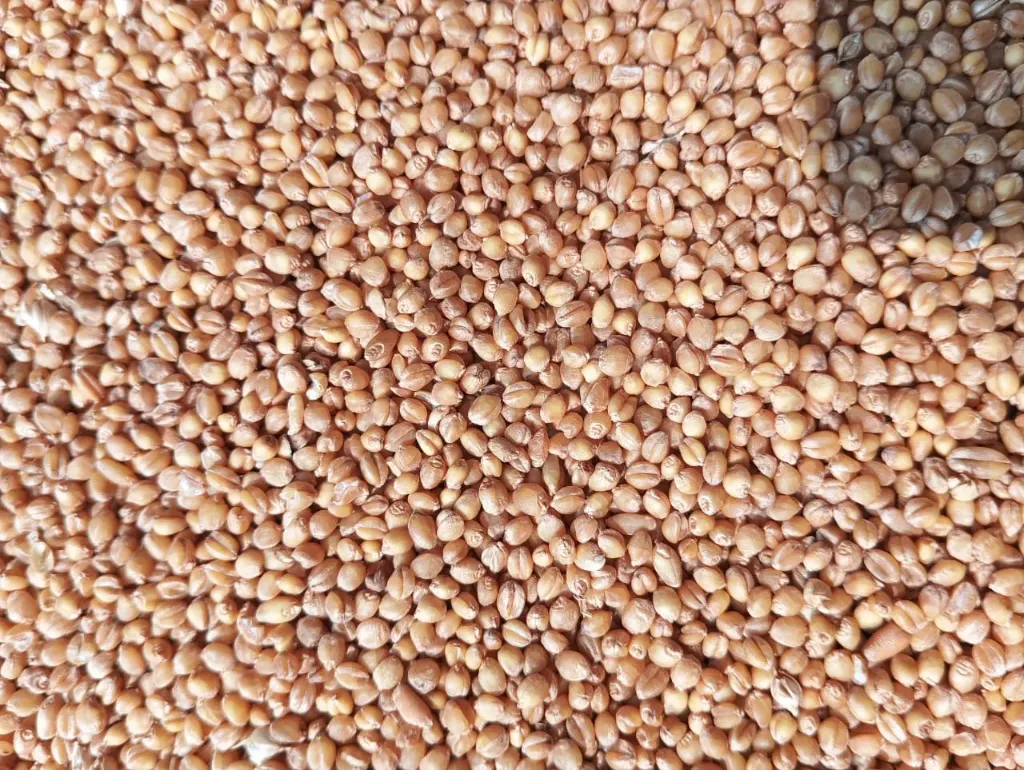[સોનામોતી ઘઉં] Sonamoti Wheat