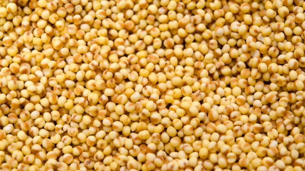 [કાંગ] Foxtail Millet
