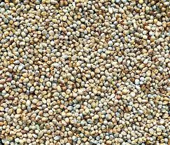 [બાજરી] Pearl Millet