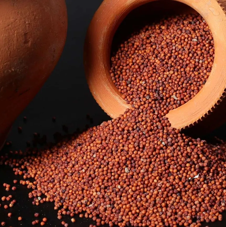 [રાગી, નાચની, બાવટો] Finger Millet