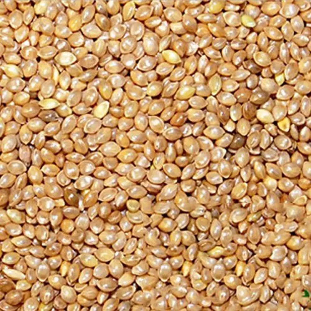 [બંટી] Barnyard Millet