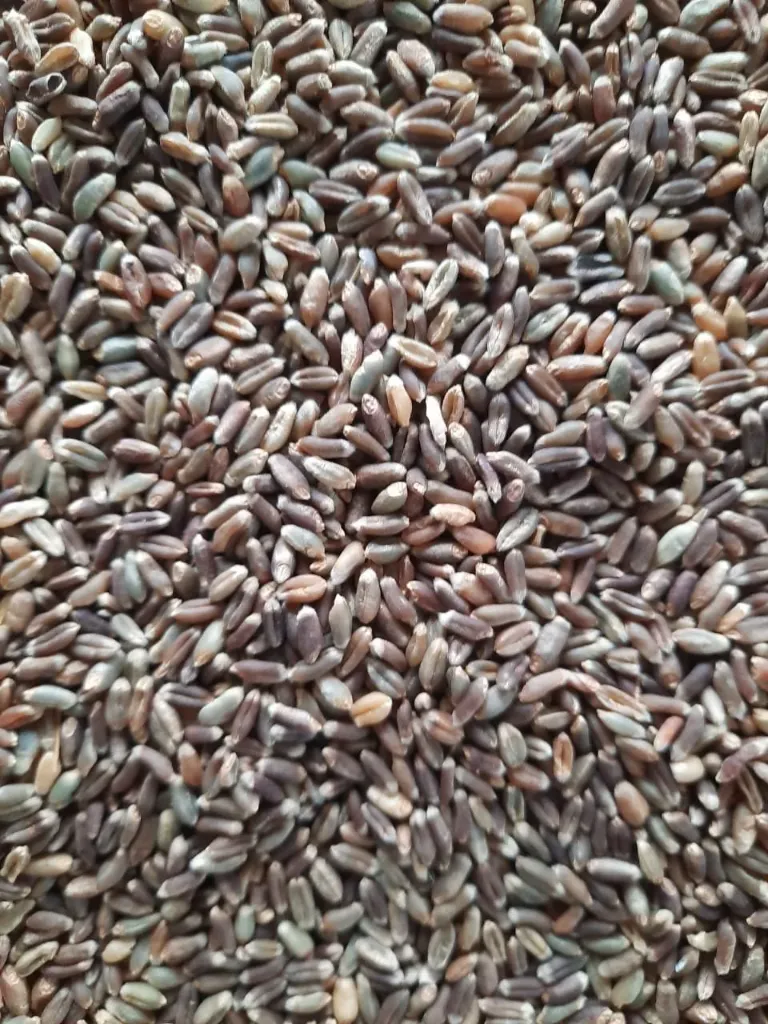 [કાળા ઘઉંનો લોટ] Black Wheat