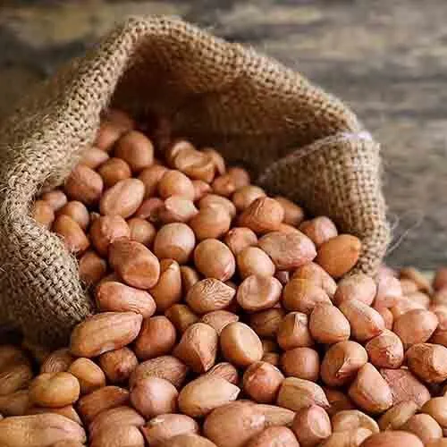 [સિંગદાણા (જી ૨૦ હાયબ્રિડ જાત)] Peanut seed (G20)