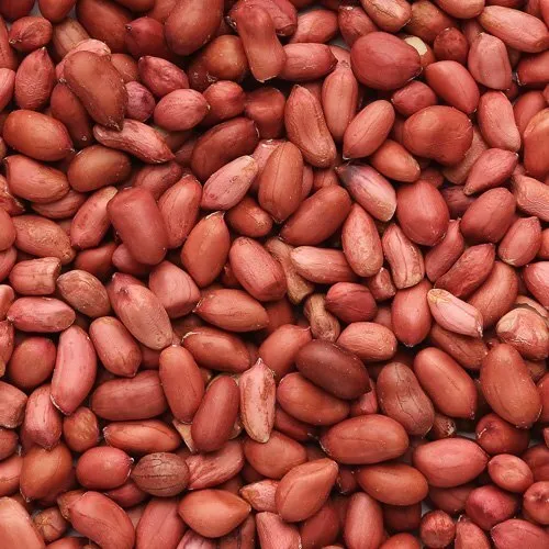 [સિંગદાણા (લાલ દેશી જાત)] Peanut seed (Red Native Seed)