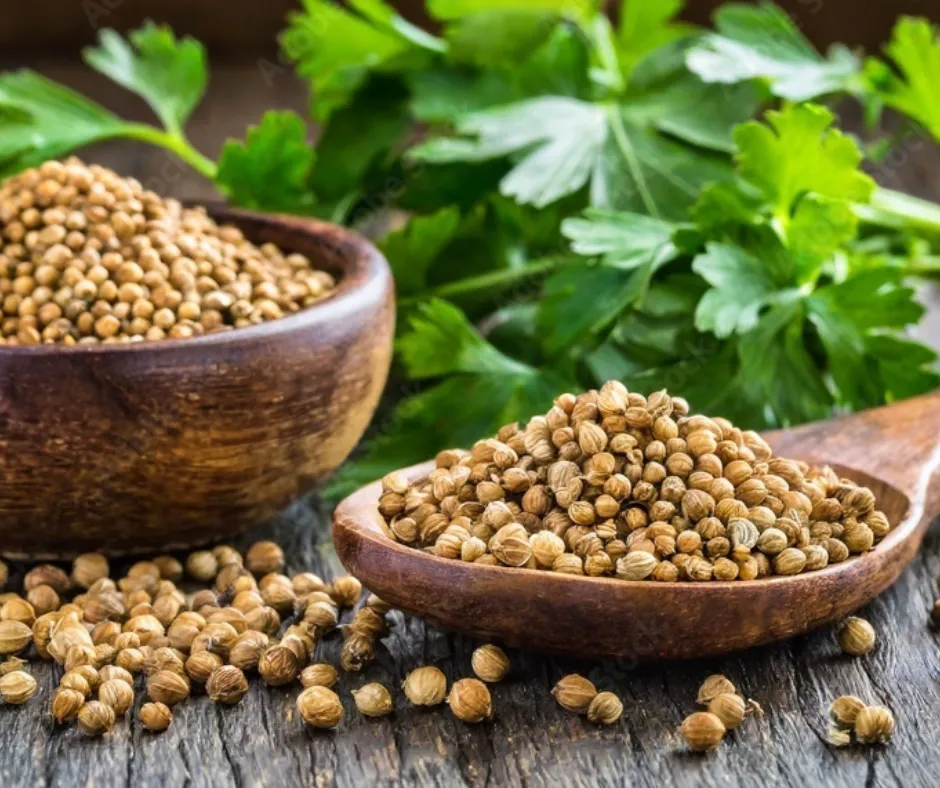 [આખા ધાણા] Coriander  Whole