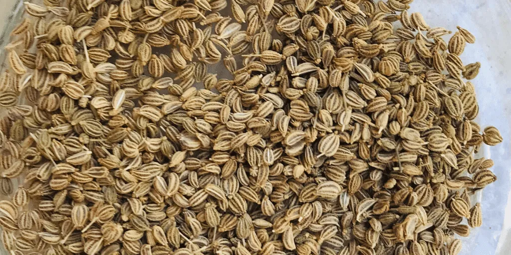 [અજમો] Ajwain