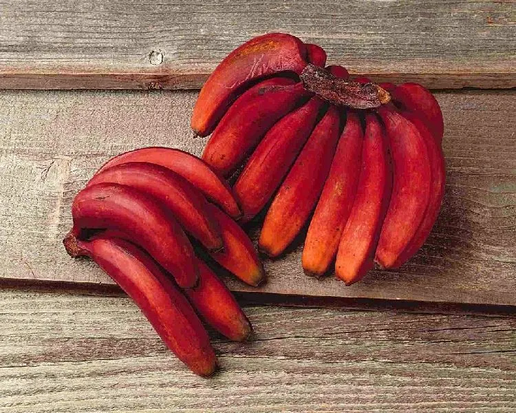 [Lal Kela] Red Banana