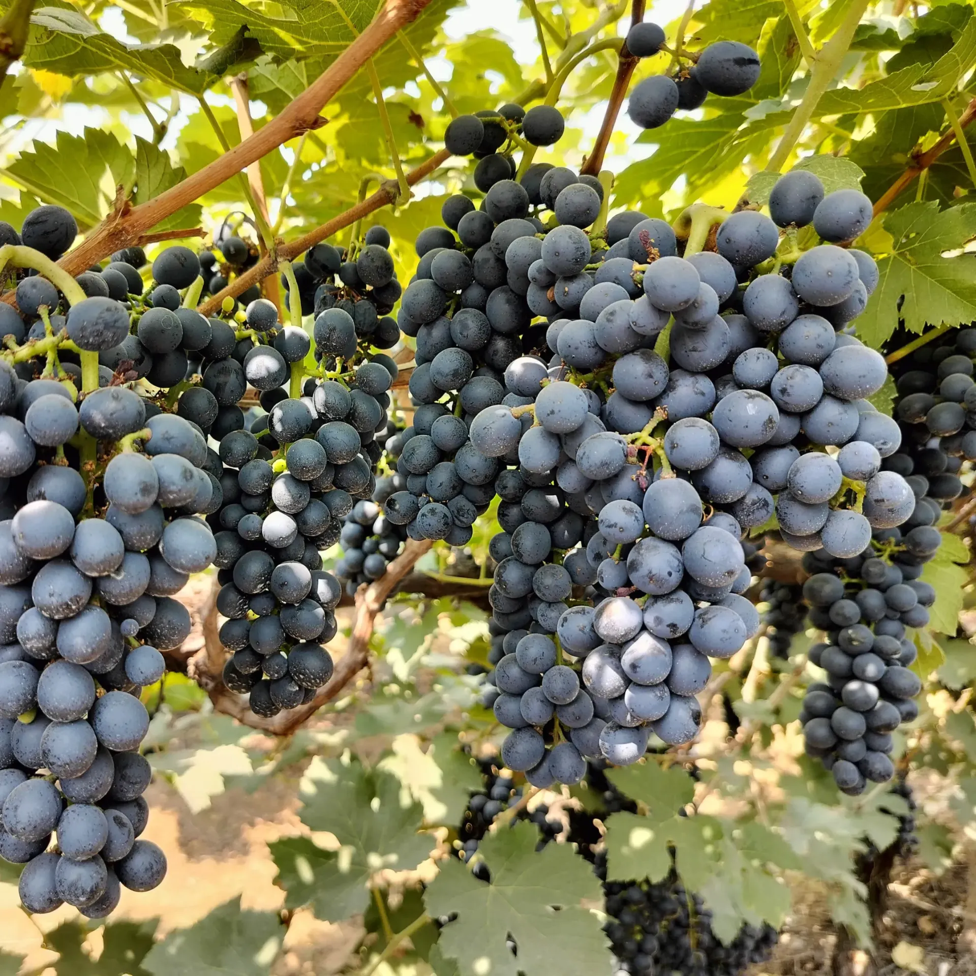 Blackberry Grapes